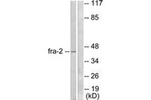 Western Blotting (WB) image for anti-FOS-Like Antigen 2 (FOSL2) (AA 271-320) antibody (ABIN2889199) (FOSL2 Antikörper  (AA 271-320))