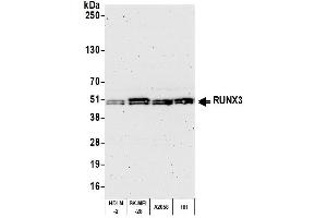 Western Blotting (WB) image for anti-Runt-Related Transcription Factor 3 (RUNX3) (AA 1-50) antibody (ABIN7454015)