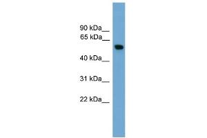 WB Suggested Anti-PKM2 Antibody Titration: 0. (PKM2 Antikörper  (Middle Region))