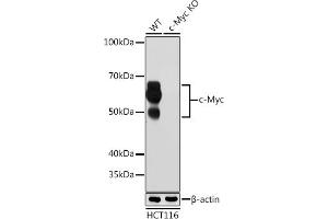 Western Blotting (WB) image for anti-Myc Proto-Oncogene protein (MYC) antibody (ABIN7268711)