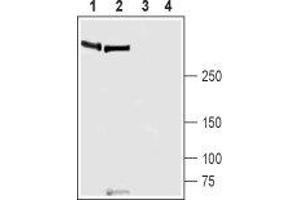 Western blot analysis of rat lung (lanes 1 and 3) and mouse lung (lanes 2 and 4) lysates: - 1,2. (PIEZO1 Antikörper  (AA 1863-1876))