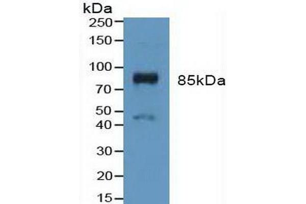 FGFR3 anticorps  (AA 166-375)