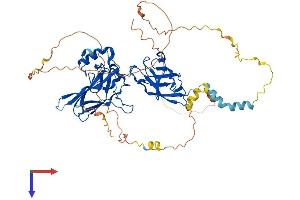 NF-kB p65 Protein (AA 1-551) (His tag)