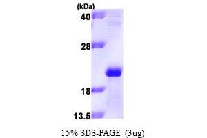 SDS-PAGE (SDS) image for Apolipoprotein M (APOM) (AA 23-188) protein (His tag) (ABIN667777)