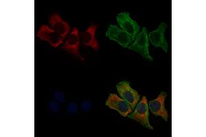ABIN6264832 and ABIN6279043 staining Hela cells by IF/ICC. (RPL27 Antikörper  (Internal Region))