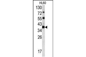 Western blot analysis of CLNS1A antibody in HL60 cell line lysates (35ug/lane) (CLNS1A Antikörper  (C-Term))