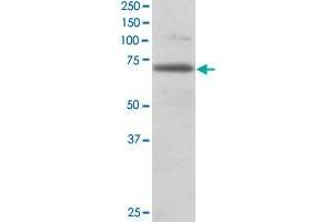 RANGAP1 polyclonal antibody  staining (0. (RANGAP1 Antikörper)