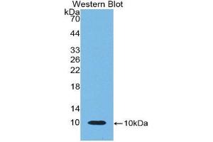 Western Blotting (WB) image for anti-beta-Thromboglobulin (beta-TG) (AA 46-107) antibody (ABIN1858178) (beta-Thromboglobulin Antikörper  (AA 46-107))