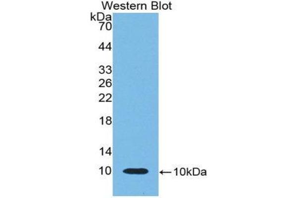 beta-Thromboglobulin Antikörper  (AA 46-107)