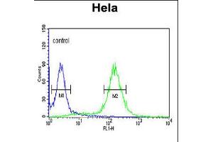 Flow cytometric analysis of Hela cells (right histogram) compared to a negative control cell (left histogram). (MPST Antikörper  (N-Term))