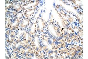 E2f7 antibody was used for immunohistochemistry at a concentration of 4-8 ug/ml to stain Epithelial cells of fundic gland (arrows) in Mouse Stomach. (E2F7 Antikörper  (N-Term))
