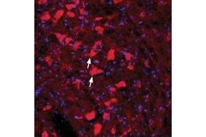 Expression of GFRA4 in rat red nucleus - Immunohistochemical staining of immersion-fixed, free floating rat brain frozen sections using Anti-GFR alpha 4 (extracellular) Antibody (ABIN7043213, ABIN7044781 and ABIN7044782), (1:100). (GFRA4 Antikörper  (Extracellular))