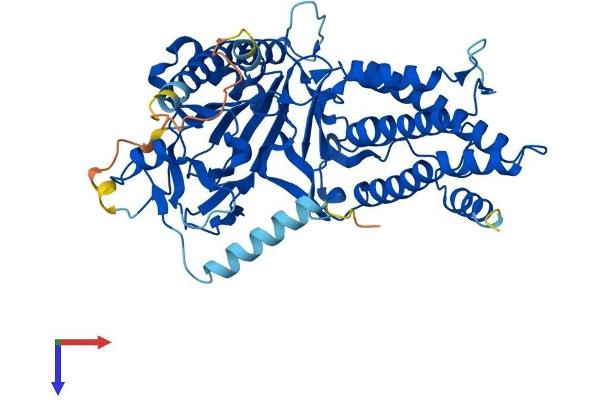 FTO Protein (AA 1-505) (His tag)