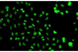 Immunofluorescence analysis of A-549 cells using HMG20A Polyclonal Antibody (HMG20A Antikörper)