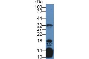Western Blot; Sample: Mouse Thymus lysate; Primary Ab: 2µg/mL Rabbit Anti-Human IL21 Antibody Second Ab: 0.