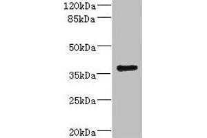 Western blot All lanes: VSX1 antibody IgG at 2. (VSX1 Antikörper  (AA 1-170))