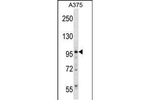 Western blot analysis in A375 cell line lysates (35ug/lane). (ZNF541 Antikörper  (AA 737-765))