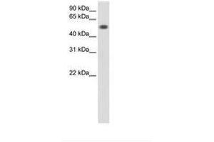 Image no. 1 for anti-Torsin Family 3, Member A (TOR3A) (AA 201-250) antibody (ABIN6736597) (TOR3A Antikörper  (AA 201-250))