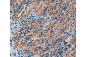 IHC-P analysis of stomach tissue, with DAB staining. (PROS1 Antikörper  (AA 416-646))