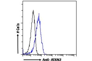 ABIN570879 Flow cytometric analysis of paraformaldehyde fixed A431 cells (blue line), permeabilized with 0. (Ataxin 2 Antikörper  (Internal Region))