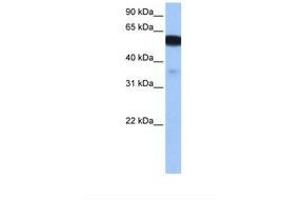 Image no. 1 for anti-Na+/H+ Exchanger Domain Containing 1 (NHEDC1) (N-Term) antibody (ABIN6739355) (NHEDC1 Antikörper  (N-Term))