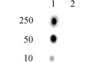 Histone H2A phospho Thr120 pAb tested by dot blot analysis. (Histone H2A Antikörper  (pThr120))
