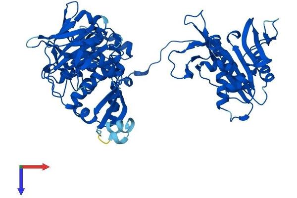 FARSB Protein (AA 1-589) (His tag)
