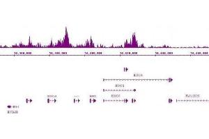 Suz12 antibody (pAb) tested by ChIP-Seq. (SUZ12 Antikörper  (C-Term))