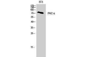 Western Blotting (WB) image for anti-Protein Kinase C, alpha (PKCa) (Thr287) antibody (ABIN3180265) (PKC alpha Antikörper  (Thr287))