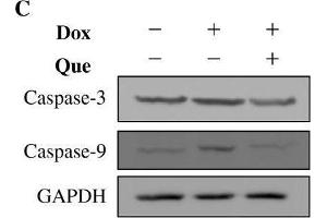 Effects of quercetin on doxorubicin-induced changes of cell viability, cell apoptosis and cell morphology in H9C2 cells. (Caspase 9 Antikörper)