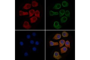 ABIN6263433 and ABIN6279551 staining HepG2 cells by IF/ICC. (MUC5AC Antikörper  (C-Term))
