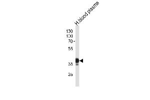 Western blot analysis in human blood plasma tissue lysates (35ug/lane). (SERPINA7 Antikörper  (N-Term))