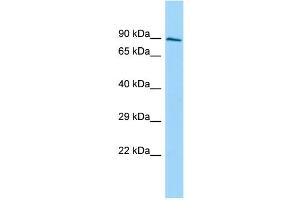 Host: Rabbit Target Name: SH3D19 Sample Type: PANC1 Whole Cell lysates Antibody Dilution: 1. (SH3D19 Antikörper  (C-Term))