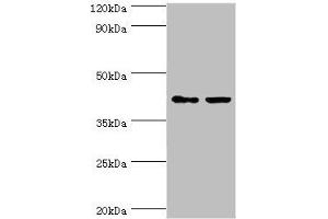 Western blot All lanes: GTF2H2C antibody at 8 μg/mL Lane 1: HepG2 whole cell lysate Lane 2: K562 whole cell lysate Secondary Goat polyclonal to rabbit IgG at 1/10000 dilution Predicted band size: 44 kDa Observed band size: 44 kDa