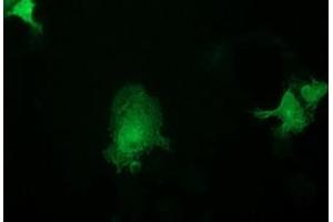 Anti-ASCC2 mouse monoclonal antibody (ABIN2454505) immunofluorescent staining of COS7 cells transiently transfected by pCMV6-ENTRY ASCC2 (RC203391). (ASCC2 Antikörper)