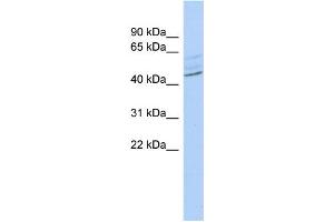 WB Suggested Anti-ZMYND12 Antibody Titration:  0. (ZMYND12 Antikörper  (Middle Region))