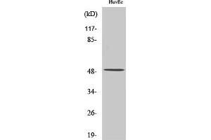 Western Blot analysis of various cells using Caspase12 Polyclonal Antibody diluted at 1:500.