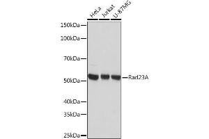 Western blot analysis of extracts of various cell lines, using Rad23A Rabbit mAb (ABIN7269824) at 1:1000 dilution. (RAD23A Antikörper)