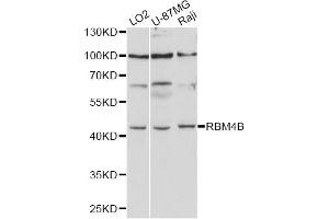 Western blot analysis of extracts of various cell lines, using RBM4B antibody (ABIN6290881) at 1:1000 dilution. (RBM4B Antikörper)