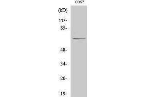Western Blotting (WB) image for anti-Negative Regulator of Ubiquitin-Like Proteins 1 (NUB1) (C-Term) antibody (ABIN3180768) (NUB1 Antikörper  (C-Term))