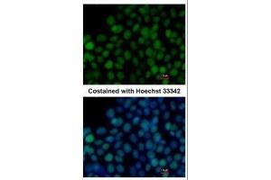 ICC/IF Image Immunofluorescence analysis of paraformaldehyde-fixed mouse ESC, using SOX2, antibody at 1:200 dilution. (SOX2 Antikörper)