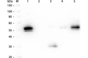 Western Blot of Anti-Rabbit IgG F(c) (GOAT) Antibody. (Ziege anti-Kaninchen IgG (Fc Region) Antikörper (DyLight 680) - Preadsorbed)