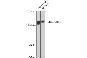 Western blot analysis of extracts of various cell lines, using GluR1/GRI Rabbit mAb (1643) at 1:1000 dilution. (Glutamate Receptor 1 Antikörper)