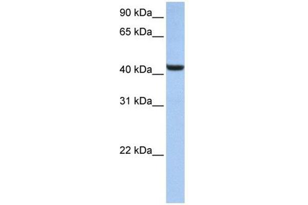 B3GNT7 Antikörper  (N-Term)