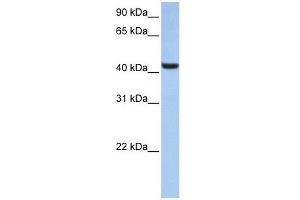 B3GNT7 antibody used at 1 ug/ml to detect target protein. (B3GNT7 Antikörper  (N-Term))