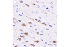 IHC analysis of Adgrg1 using anti-Adgrg1 antibody (ABIN7601979). (Adhesion G Protein-Coupled Receptor G1 (ADGRG1) (AA 53-554) Antikörper)