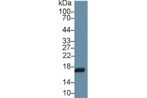 RBP2 Antikörper  (AA 1-134)