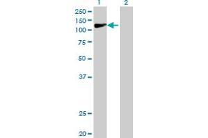 Western Blot analysis of COG1 expression in transfected 293T cell line by COG1 MaxPab polyclonal antibody. (COG1 Antikörper  (AA 1-980))