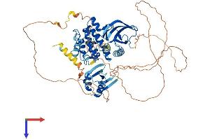 MAP3K3 Protein (AA 1-626) (His tag)