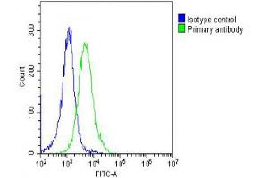 Overlay histogram showing Hela cells stained with Antibody (green line). (PPIB Antikörper  (AA 161-195))